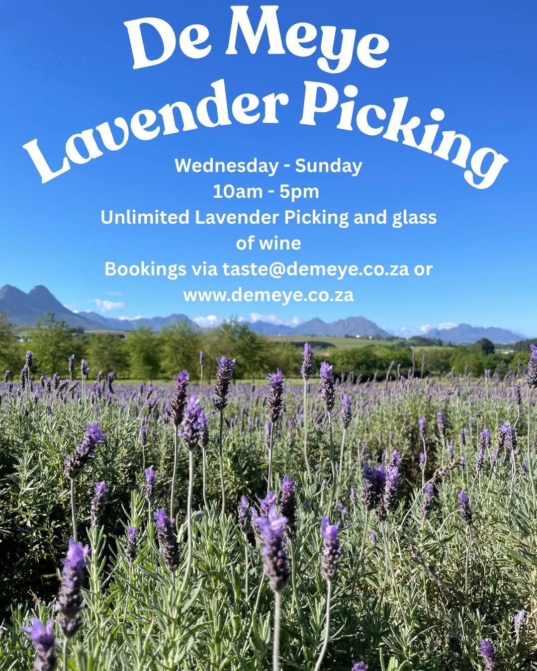Lavender Picking at De Meye is back!